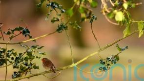 Fota Wildlife Park extends closure over bird flu outbreak
