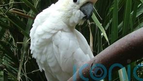 Feather in his cap as Dublin Zoo names parrot after World Cup qualifier hero
