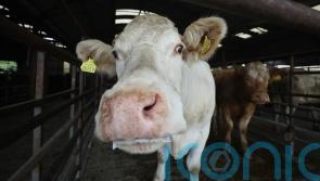Pessimism holding back farmers from implementing bovine TB measures &ndash; study