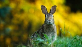 Rabbits may be under the pitch in O'Moore Park