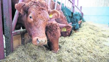 Laois councillor warns against Mercosur beef deal