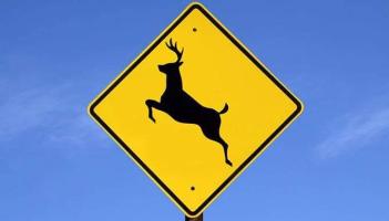 Laois motorists urged to be vigilant during deer breeding season