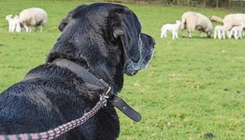 Laois IFA Chair recalls losing 26 sheep as dog owners urged to act reponsibly this lambing season
