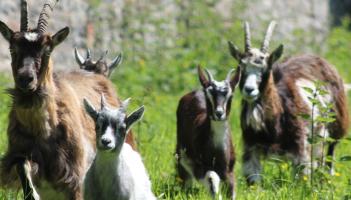 Laois council tenants 'livestock trespassing' on vintage club grounds