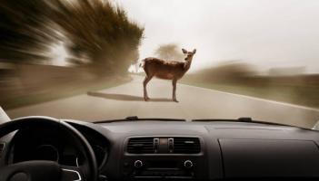 Laois Gardaí warn drivers about wild deer