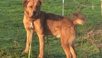 ISPCA no longer running Laois Dog Pound