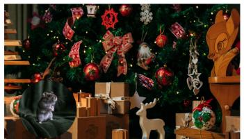 Irish households warned as common Christmas items sparks surge in home pests