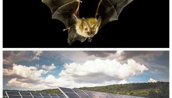 Bats cited among reasons 56 acre Laois Solar Farm rejected