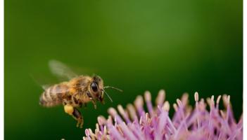 Over &euro;40,000 earmarked for Laois community groups to boost biodiversity