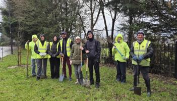 Laois Tidy Towns group giving away hundreds of free native trees