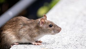 VIDEO: Rat 'infestation' claim in Portlaoise housing estate pond