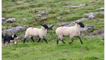 'Tears were in his eyes' - Devastating attack on sheep spurs warning to Laois dog owners