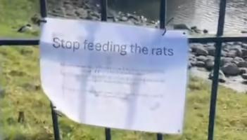 'Stop feeding the rats' signs in Laois estate as dumpers blamed for infestation