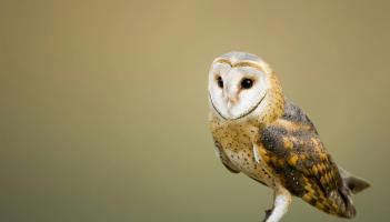 Amazing: Barn owls return to Laois thanks to your conservation efforts!