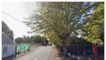 Uncut trees causing problems for road users in Laois village