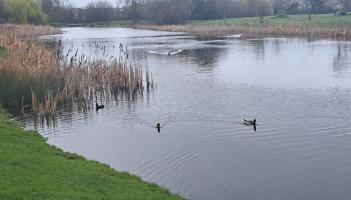 Laois bird flu concern after swans die in Portlaoise lake