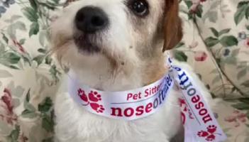 WATCH: Wee Laois dog Winnie who is at her best when singing!
