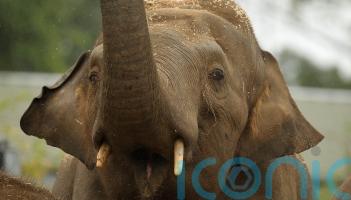 Dail hears allegations of sexual harassment and animal deaths at Dublin Zoo