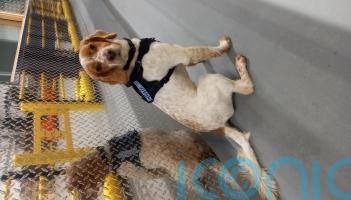 Suspected cocaine worth more than 3.7 million euros seized at Rosslare Europort