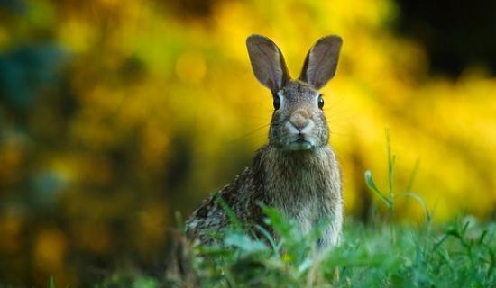 Rabbits may be under the pitch in O'Moore Park