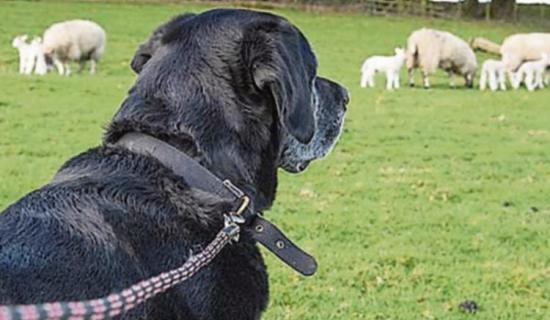 Laois IFA Chair recalls losing 26 sheep as dog owners urged to act reponsibly this lambing season