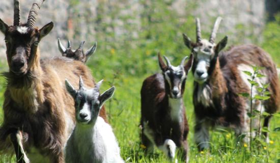 Laois council tenants 'livestock trespassing' on vintage club grounds