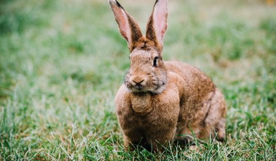 Laois Offaly Garda&iacute; catch illegal hunters