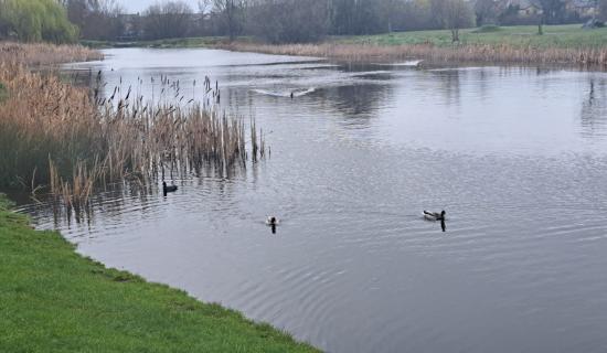 Laois bird flu concern after swans die in Portlaoise lake