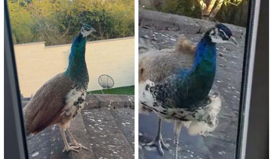 WATCH: Laois locals in Portlaoise estate receive unexpected visitor on their roofs!