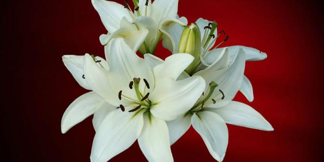 Death Notices for Laois - Monday, January 5