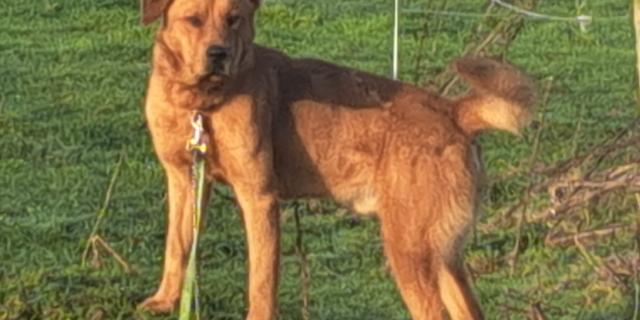 ISPCA no longer running Laois Dog Pound ISPCA no longer running Laois Dog Pound