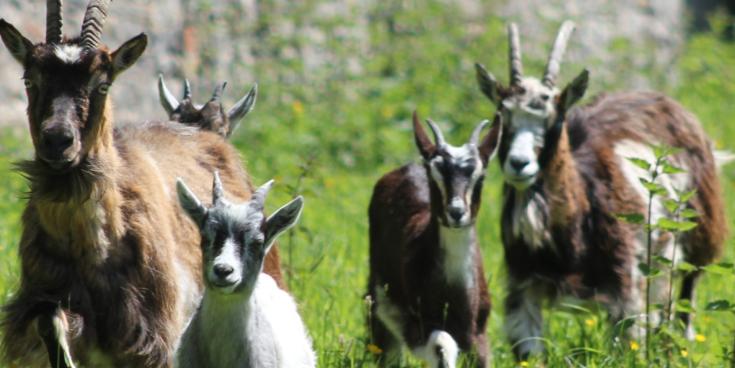Laois council tenants 'livestock trespassing' on vintage club grounds