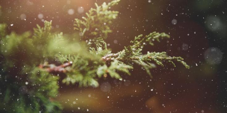 Laois County Council offering free Christmas tree recycling&nbsp;service this January