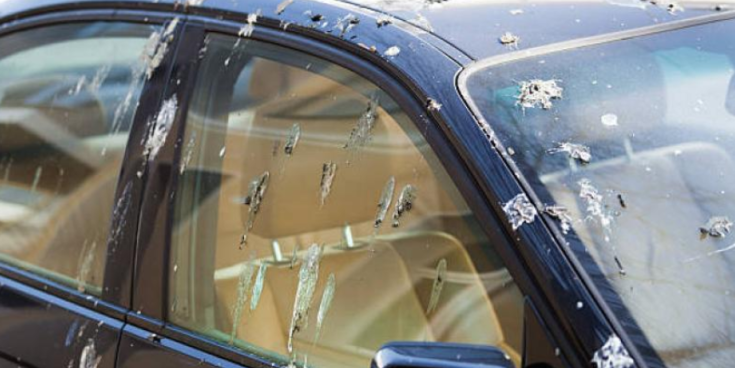 Council seeks tree pruning quotes to curtail 'bird droppings' on cars in Laois