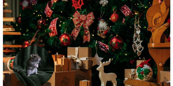 Irish households warned as common Christmas items sparks surge in home pests