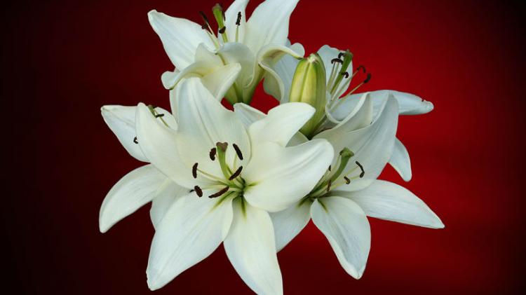 Death Notices for Laois - Monday, December 16