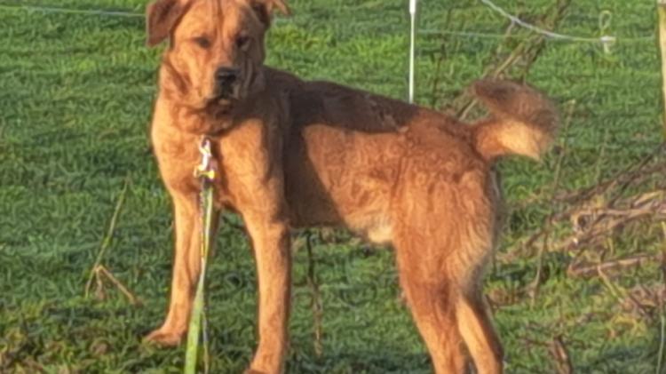 ISPCA no longer running Laois Dog Pound