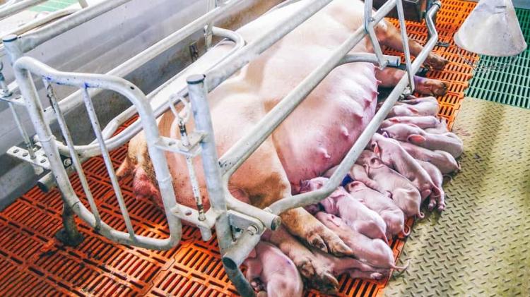 Laois councillors refuse to back ban of &lsquo;cruel&rsquo; pig farming practices