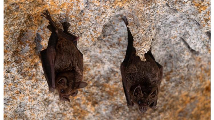 Laois' first ever bat group to be set up soon for nature enthusiasts