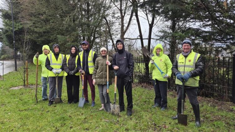 Laois Tidy Towns group giving away hundreds of free native trees