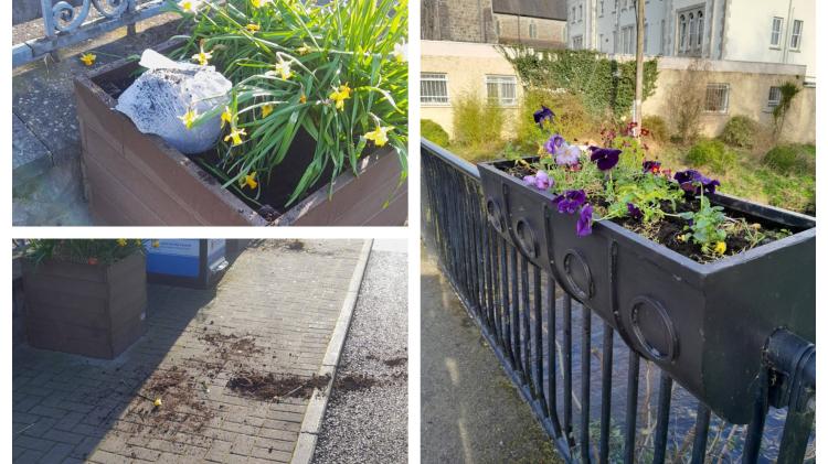 Laois locals lifts spirits with kind acts following destruction of Mountmellick daffodils