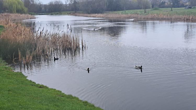 Laois bird flu concern after swans die in Portlaoise lake