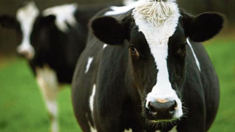 Environmentalist appeals against Laois slurry tank and slatted shed approval