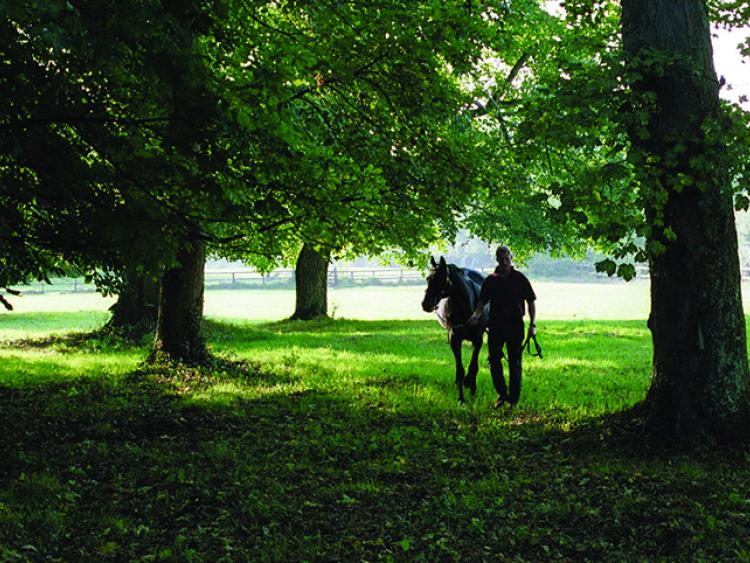 Laois stud farm to feature in big promotion of thoroughbred breeding in