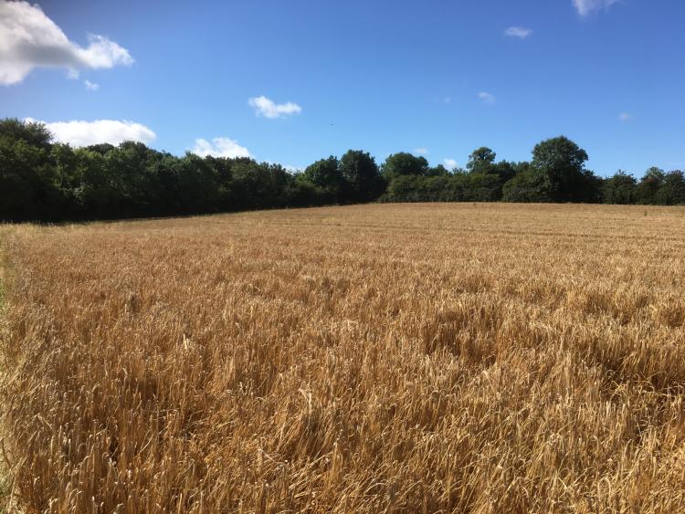 Ballybrittas land for sale by public auction Leinster Express