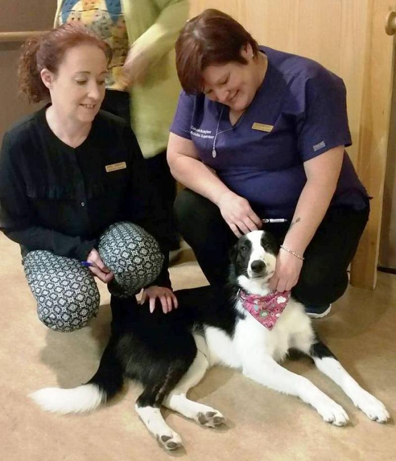 Rescue dog adopted by Portarlington nursing home