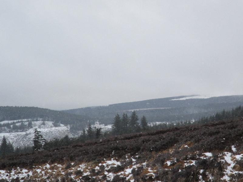 Snowy Slieve Blooms