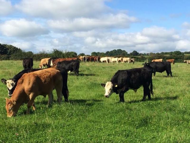 IFA livestock meeting in Tullamore next week 