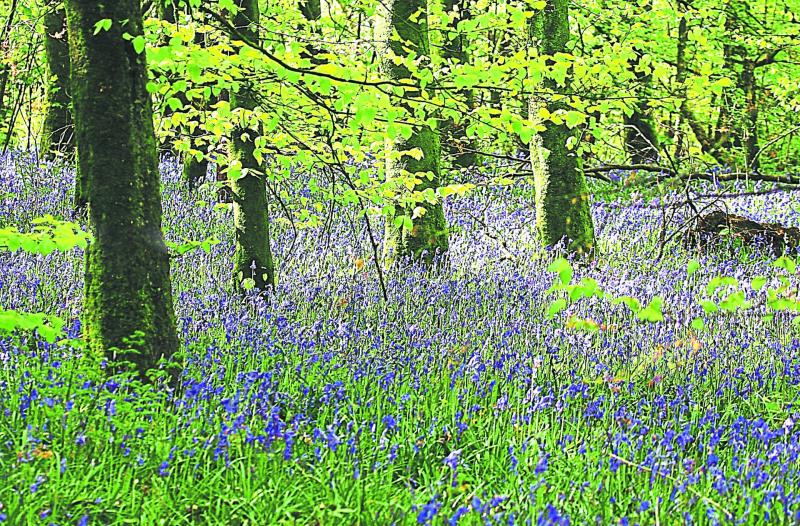 Bluebells