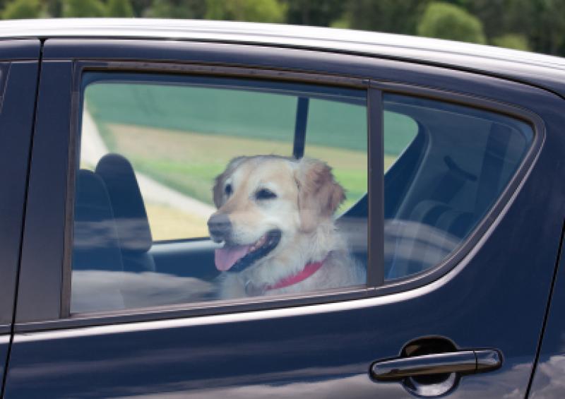 Have pooch, will travel: how to keep your pets safe in the car